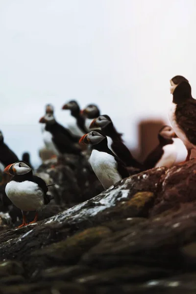 Closeup Flock Puffins Rocky Shore Farne Islands Northumberland England — Stock Photo, Image