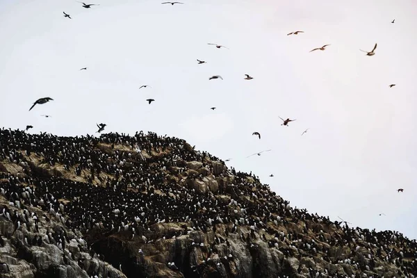 Зграя Гілемотів Фарнських Островах Нортумберленді Англія — стокове фото
