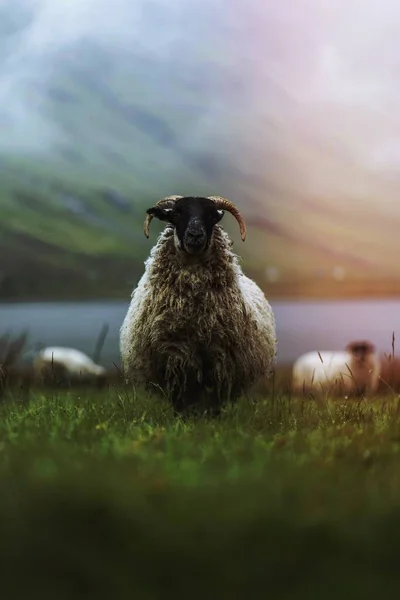 Scottish Blackface Πρόβατα Στο Talisker Bay Στη Νήσο Skye Στη — Φωτογραφία Αρχείου