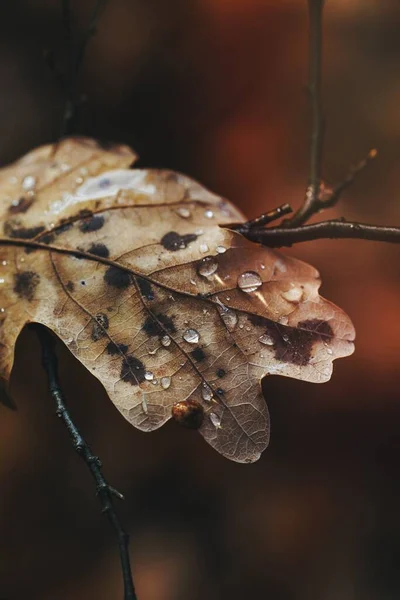 液滴と乾燥葉 — ストック写真