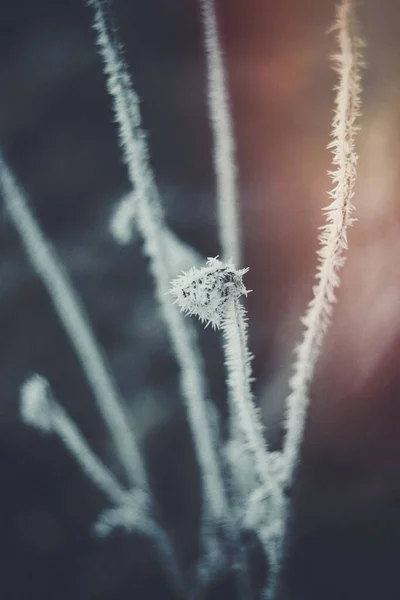 Buzla Kaplı Çiçekler — Stok fotoğraf