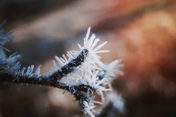 Ветви Покрыты Морозом — стоковое фото