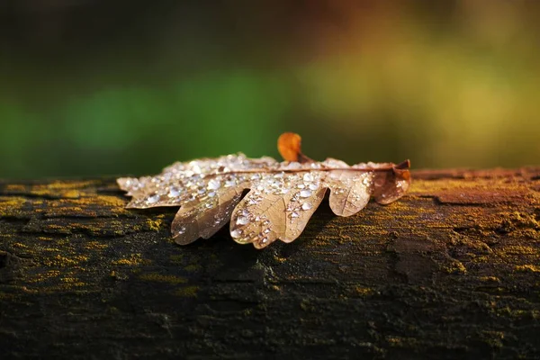 幹に乾いた葉 — ストック写真