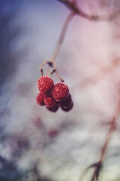 Сніжинки Червоних Ягодах — стокове фото