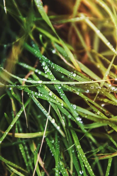 Крупный План Утренней Росы Зеленой Траве — стоковое фото
