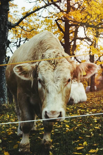 Корова Полі — стокове фото