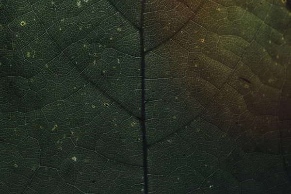 Макроснимок Зеленого Листа Текстурированных Обоев — стоковое фото