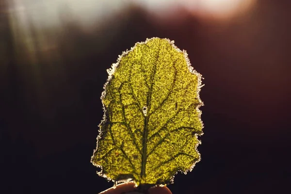 Морозний Зелений Лист Взимку — стокове фото
