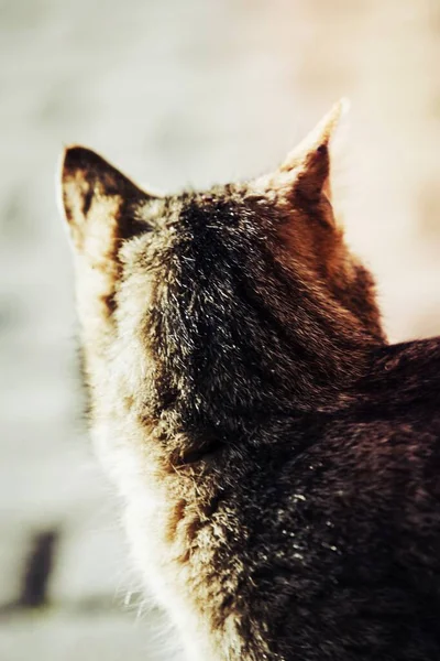 Nahaufnahme Einer Gestromten Katze — Stockfoto