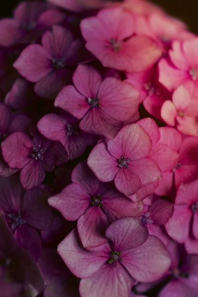美しいピンク色の花の咲く — ストック写真