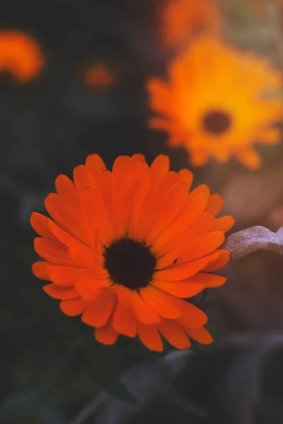 Orange Symphony Flowers — Stock Photo, Image