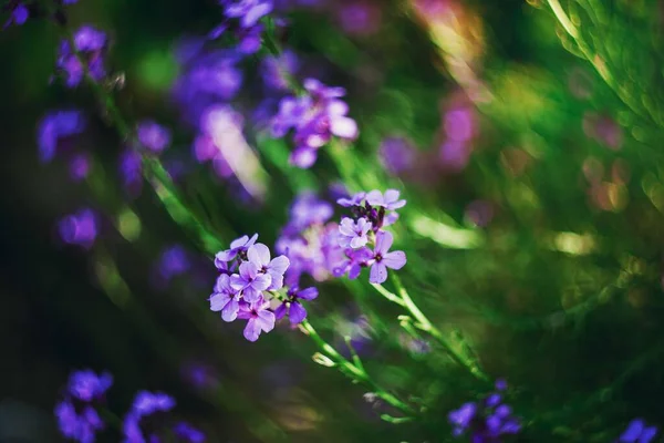 Closeup ของดอกไม ชมพ สวยงาม — ภาพถ่ายสต็อก