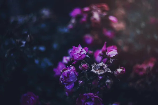ดอกก หลาบส ชมพ Bokeh — ภาพถ่ายสต็อก