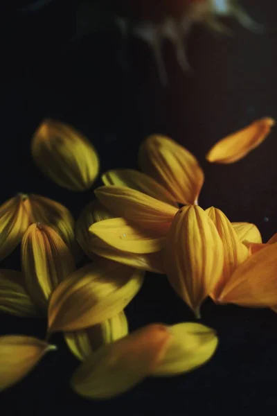 ดอกทานตะว นบนพ นหล — ภาพถ่ายสต็อก