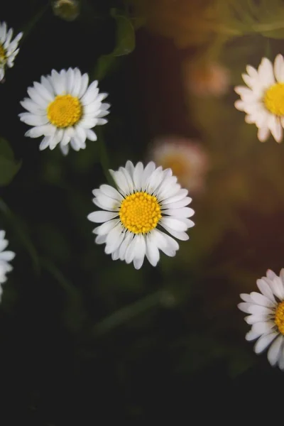 ดอกไม เดซ ขาวเล — ภาพถ่ายสต็อก