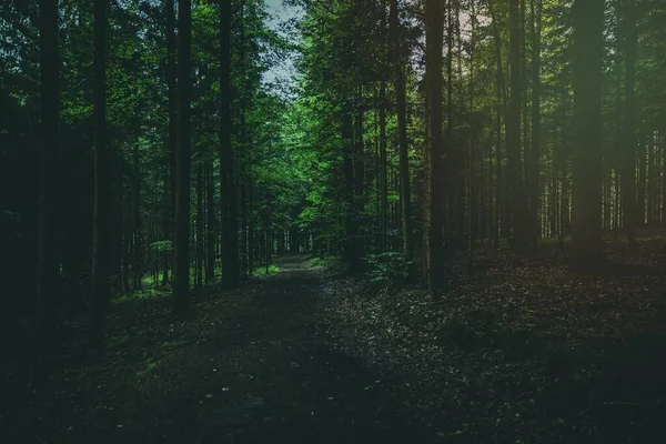 Зображення Німецького Лісу — стокове фото