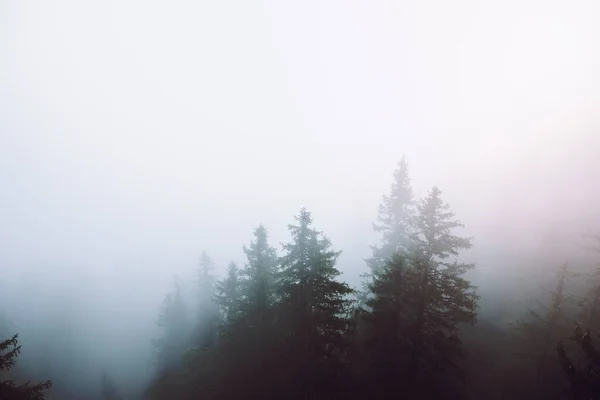 Bosques Cubiertos Niebla — Foto de Stock