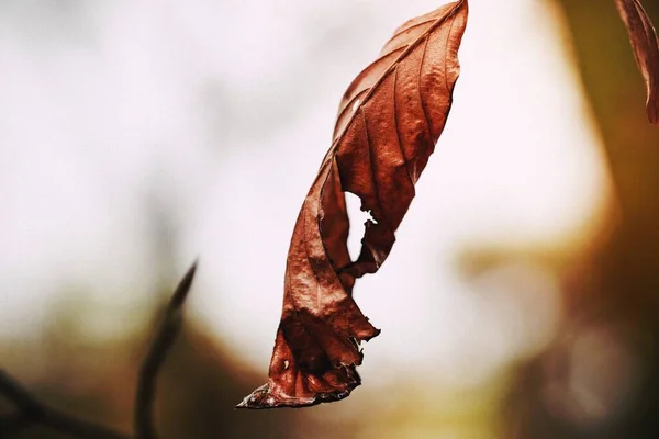 Crisp Autumn Leaf — Stock fotografie