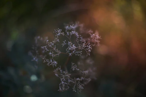 Kışın Kuru Çiçekler — Stok fotoğraf