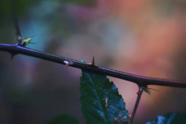 Ein Bild Der Dornigen Pflanze — Stockfoto