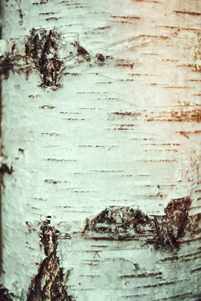 Fechar Uma Árvore Vidoeiro — Fotografia de Stock