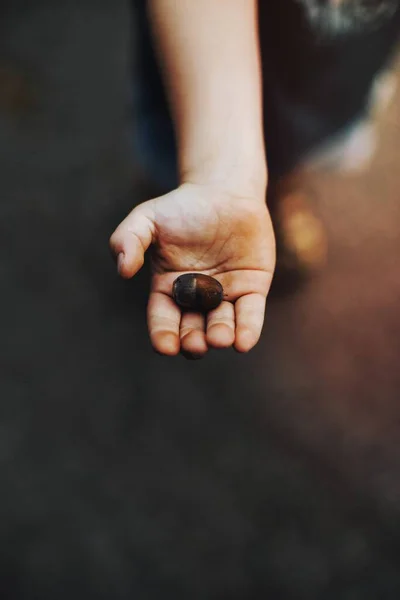 Μικρός Κρατούσε Ένα Βελανίδι Στο Χέρι Του — Φωτογραφία Αρχείου
