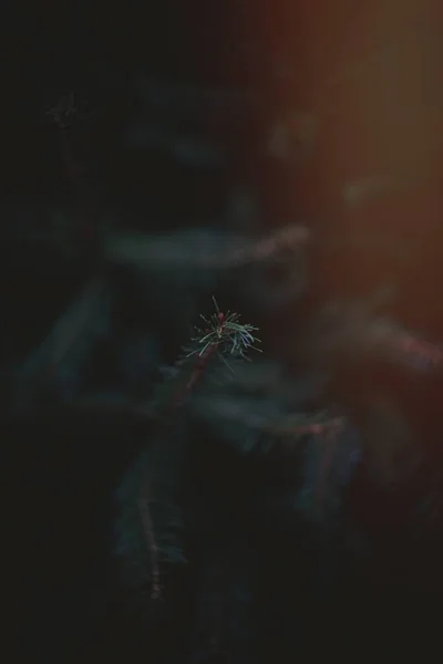 Образ Листьев Сосны — стоковое фото