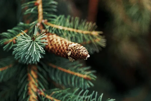 Close Pine Cone Pine Tree — Stock Photo, Image