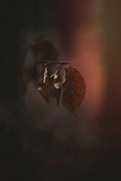 Getrocknete Blätter Auf Einem Zweig — Stockfoto
