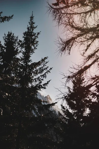山の後ろの森の眺め — ストック写真