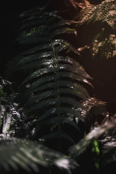 Grüne Farnblätter Mit Sonnenlicht — Stockfoto