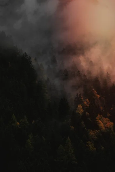 Uma Imagem Floresta Foggy — Fotografia de Stock