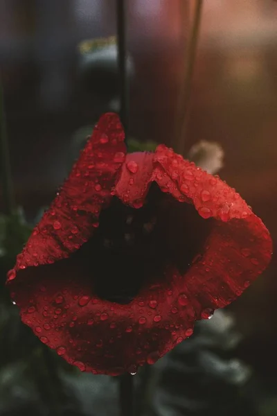 Poppy Rain — Stock Photo, Image