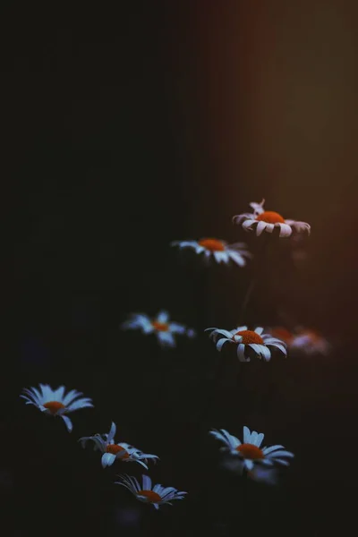 白色雏菊的形象 — 图库照片