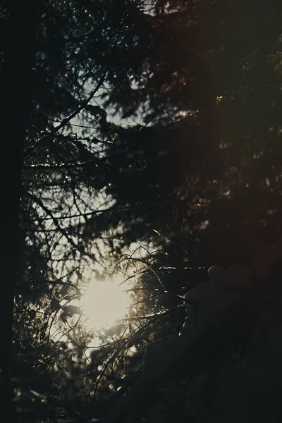 Sluneční Světlo Vykukovalo Zeleným Lesem — Stock fotografie