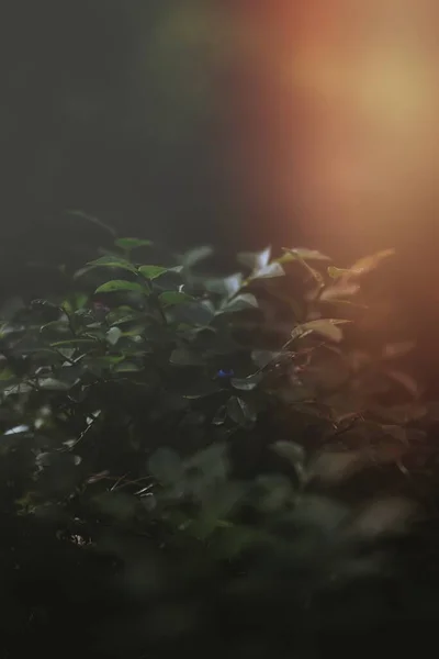 霧の中のブルーベリーの木 — ストック写真