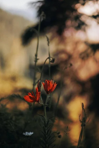 Тигрові Лілії Біла Ромашкова Квітка — стокове фото