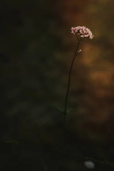 草原の花のイメージ — ストック写真