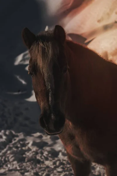 Cavalo Uma Fazenda Nevada — Fotografia de Stock