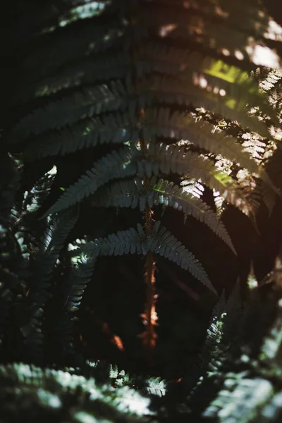 Зелене Листя Папороті Тіні — стокове фото