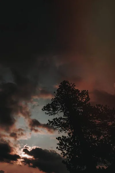 Wieczorne Niebo Lesie — Zdjęcie stockowe