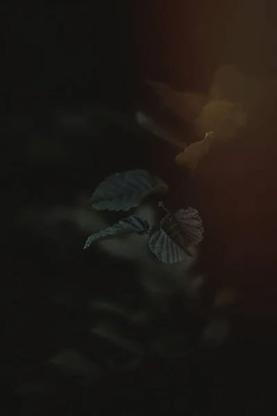 ใบไม ในแสงฮาร โมน — ภาพถ่ายสต็อก