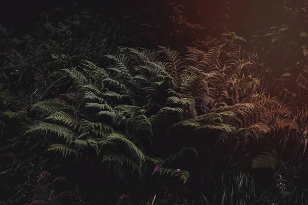 어두운 환경에 사탕수수 — 스톡 사진