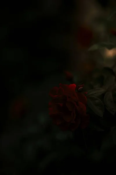 黑暗中一朵红玫瑰的遮掩 — 图库照片