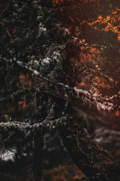 Neve Galhos Árvore — Fotografia de Stock