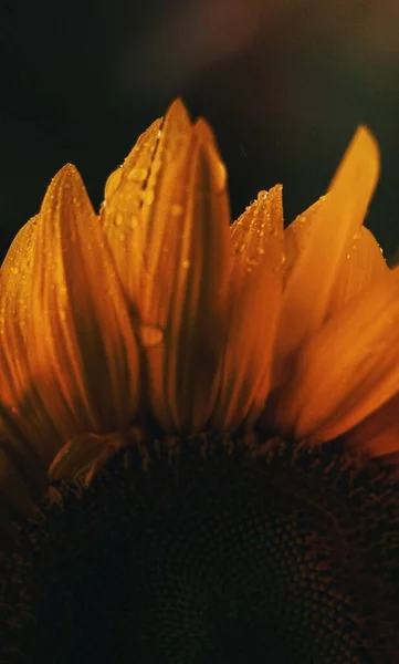 Closeup ของดอกไม เหล องบนดอกทานตะว — ภาพถ่ายสต็อก
