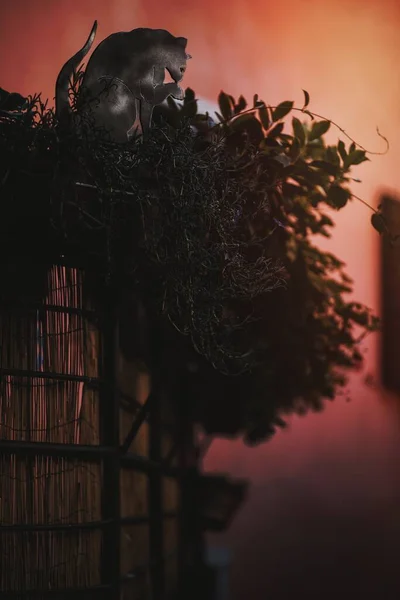 Yapraklar Bir Kedi Bambu Oda Ayırıcısında — Stok fotoğraf