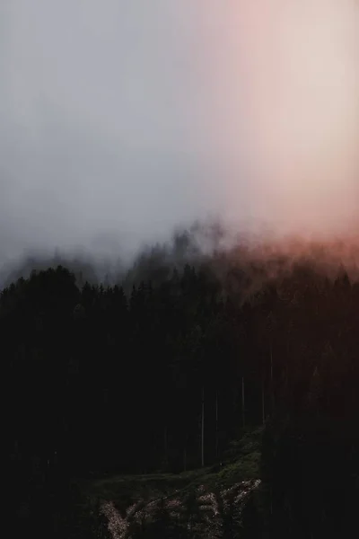 Forest Cloud Fog — Stock Photo, Image
