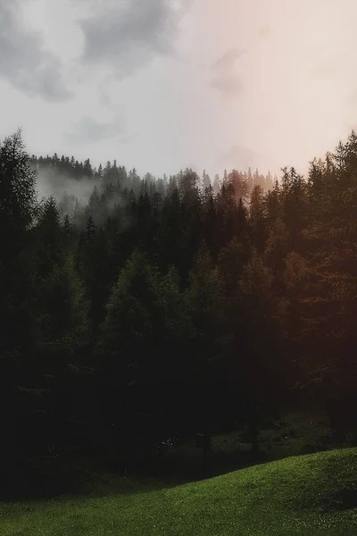Arbres Brouillard Dans Nature — Photo