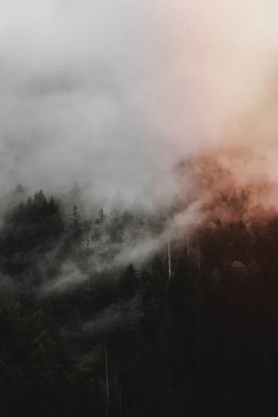 Niebla Sobre Bosque Verde — Foto de Stock